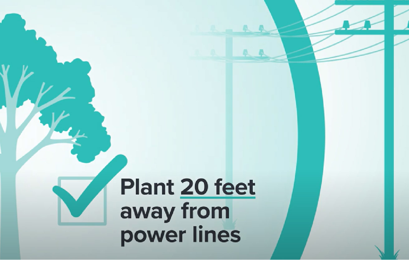 Graphic showing trees should be planted 20 feet from power lines